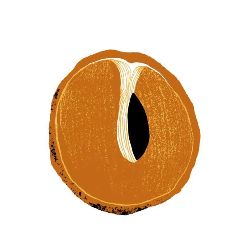 Sapota